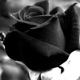 21-03-19 Rosas Negras, Estelas de deseo