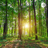 La Forêt Complice De L'équilibre Collectif