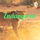 Endangered 