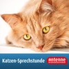 Katzen-Sprechstunde von Antenne Niedersachsen