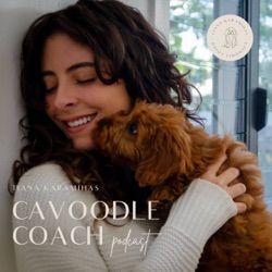 Cavoodle Coach Podcast