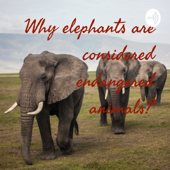 Why elephants are considered endangered animals? - Veer Nikhil Kothari