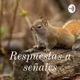 Respuestas a señales