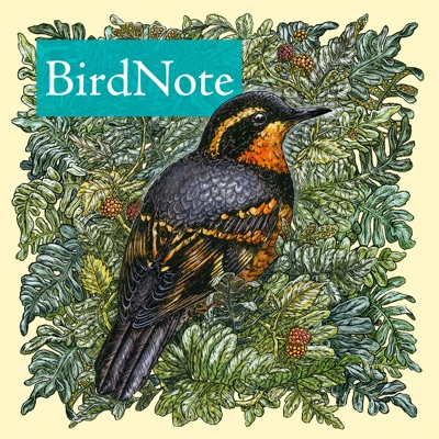 BirdNote Daily:BirdNote