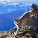 gato andino y su cultura natural