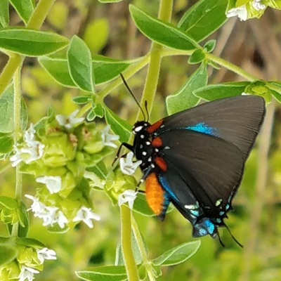 The Garden Thyme Podcast The Garden Thyme Podcast