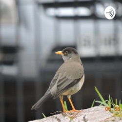 01-Como comenzamos con la crianza de aves 