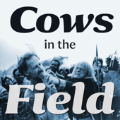 Cows in the field - Blobcat Filmindustri