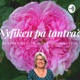 79 - Nyfiken på tantrakurs - Mimmi berättar hur det var för henne