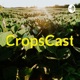 CropsCast