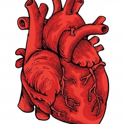 Anatomía Y fisiología Cardiovascular