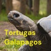 Tortugas Galapagos