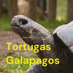 Tortugas Galapagos