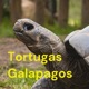 Las tortugas galapagos
