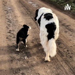 Hundestunde im Wohnzimmer 