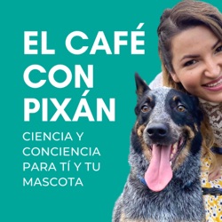 Viaja en avión con tu perro de raza grande sin morir en el intento