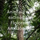 Animais em extinção Na Floloreta Amazônica 