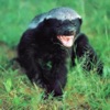 Badger State Resistance artwork