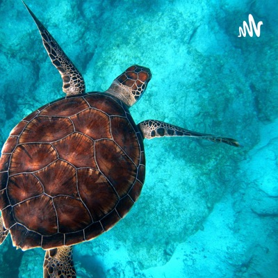 Green Sea Turtle Navigation