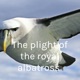 The plight of the royal albatross 