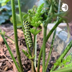 Eat Your Weeds