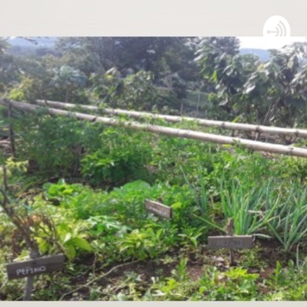 Mi Huerta Casera