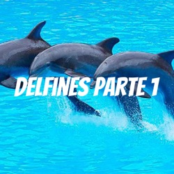 Delfines parte 2