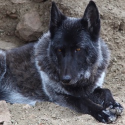 The Pro's and Con's of Proposition 114  Colorado Gray Wolf Reintroduction and Management with Cassiopeia Camara