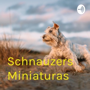 Schnauzers Miniaturas