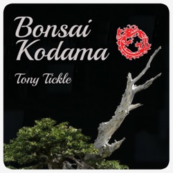 How do you find a good Sensei/Master to teach you Bonsai?