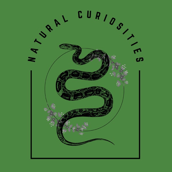 Natural Curiosities Artwork