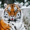 Tigers