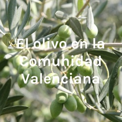 El olivo en la Comunidad Valenciana