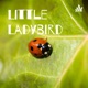 Little Ladybird