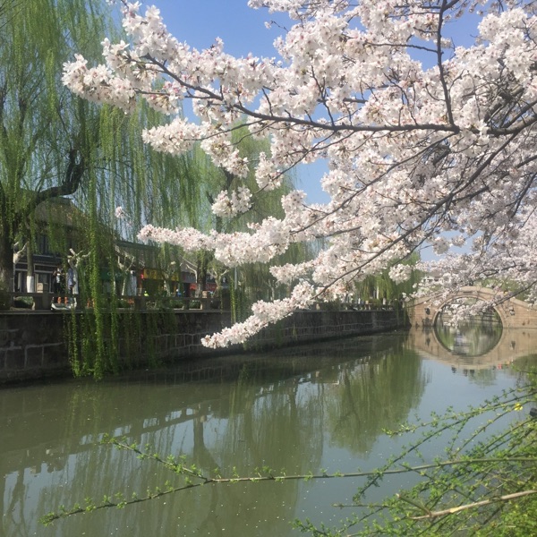 跟着吴昌硕去赏花