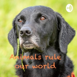 Animals rule our world: Living and working with our four legged friends. 