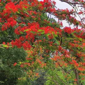 തനി മലയാളി, കഥകളും കവിഥകളും