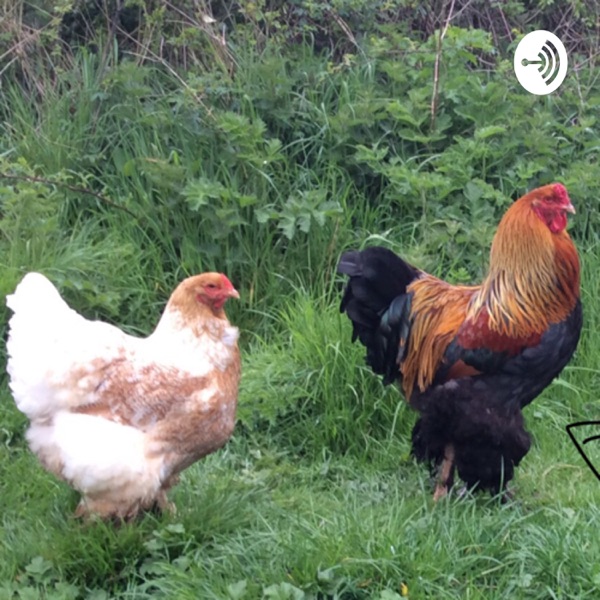 Sounds from the Countryside:Ducks! Artwork