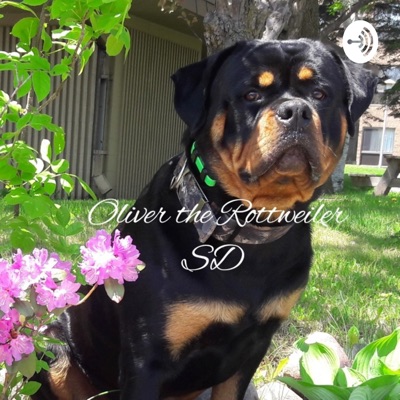 Oliver the Rottweiler SD