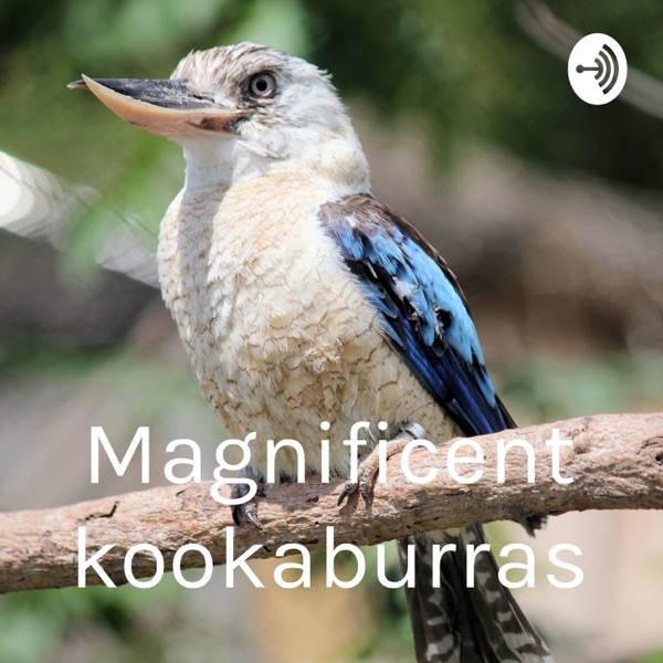 Magnificent kookaburras Artwork