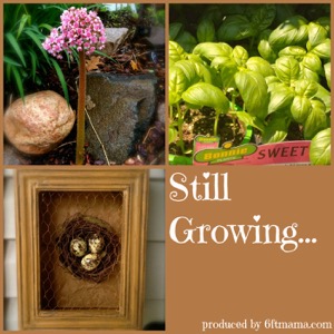 Still Growing...A Weekly Gardening Podcast