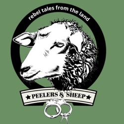 Peelers And Sheep