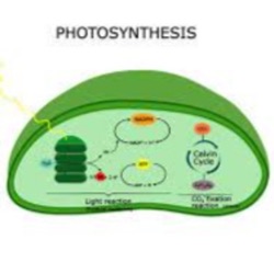 Photosynthesis