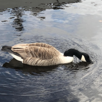 Floating Through Life podcast