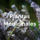 Plantas Medicinales