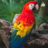 La Guacamaya roja