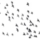 The Back Garden Bird Cafe