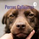 Perros Callejeros - Mariana Arevalo