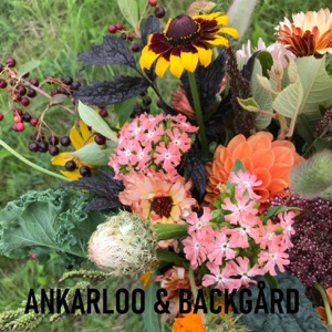 Ankarloo & Backgård