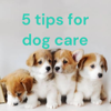 5 tips for dog care - Megan Francis